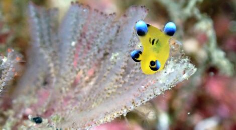 ちびピカ、美しい紫のシムランス