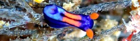 セトリュウグウウミウシ登場