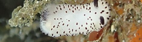 白ゴマ、黄ゴマ、アリモ、ミスガイ、ムーミン、うみうしいっぱい