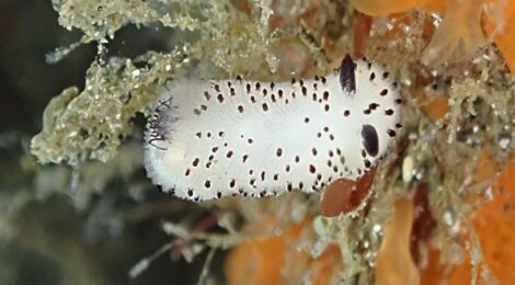 白ゴマ、黄ゴマ、アリモ、ミスガイ、ムーミン、うみうしいっぱい