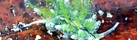 シロモウミウシ　ゴマちゃん　カンナ、ツノザヤ、コソデ