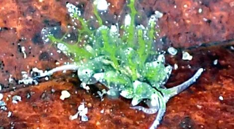 シロモウミウシ　ゴマちゃん　カンナ、ツノザヤ、コソデ