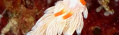 シロタエミノウミウシ属の一種　ツノザヤ三昧　