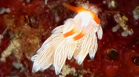 シロタエミノウミウシ属の一種　ツノザヤ三昧　