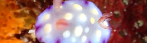 ユウグレイロウミウシおちびちゃん