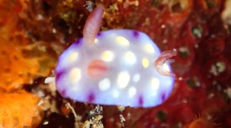 ユウグレイロウミウシおちびちゃん