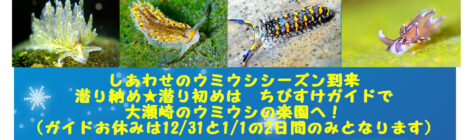 年末年始のお知らせ　潜り納めはちびすけへ！