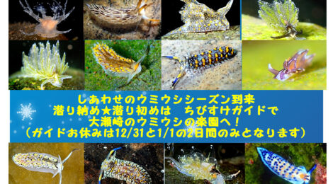 年末年始のお知らせ　潜り納めはちびすけへ！