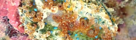 ハナショウジョウウミウシの異世界感