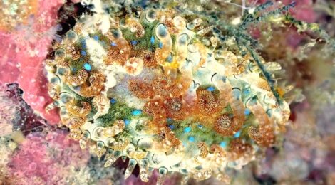 ハナショウジョウウミウシの異世界感