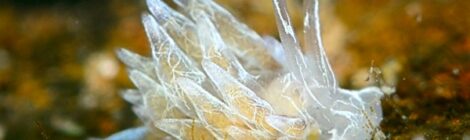 ジャーキーミノウミウシ