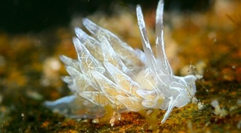 ジャーキーミノウミウシ