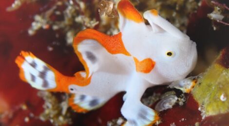 白いクマドリカエルアンコウ　