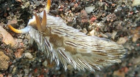 ナミダカスミミノウミウシ、マッチボウミノ、NEWゴマ、オセミズタマ、煉獄さん