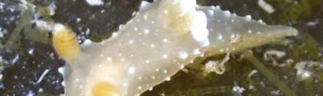 エビスウミウシ アオモsp. 煉獄さん、オオアリモ、スジナツメ