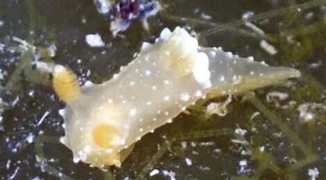 エビスウミウシ　アオモsp.　煉獄さん、オオアリモ、スジナツメ