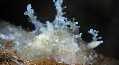 エダウミウシ属の一種　超レア　奇怪な造形美