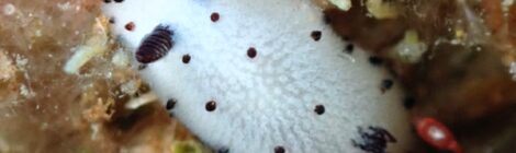 おNEWの白ゴマちゃん　ちびっこ