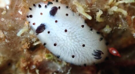 おNEWの白ゴマちゃん　ちびっこ