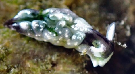 イズミミドリガイ