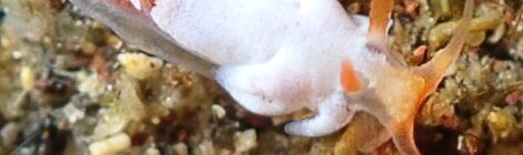 コウライニンジンウミウシ登場！