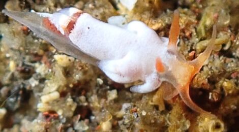 コウライニンジンウミウシ登場！