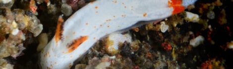 ムーミン　煉獄さん　白いすじすじ花笠　トンプソンアワツブガイ