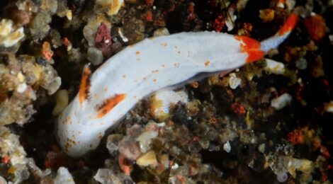 ムーミン　煉獄さん　白いすじすじ花笠　トンプソンアワツブガイ