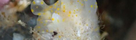 オセミズタマウミウシ、アンコウほか