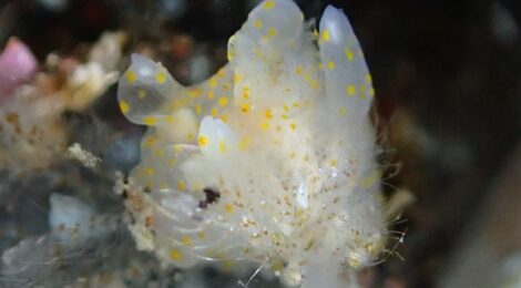 オセミズタマウミウシ、アンコウほか