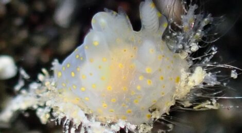 ヤマトウミコチョウ属の一種、オセミズタマ、マッチボウミノ