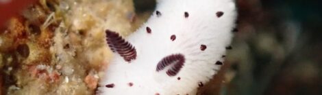 白ゴマちゃん健在