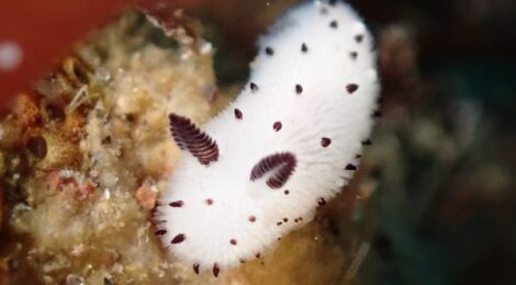 白ゴマちゃん健在