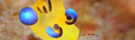 ちびピカ　ゴマちゃん　カンナ　オセホク　