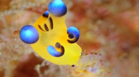 ちびピカ　ゴマちゃん　カンナ　オセホク　