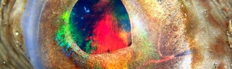 ウミウシ＆カエルアンコウシリーズ　キアンコウ