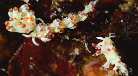 マッチボウミノウミウシ