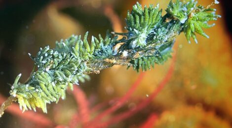 うみうし爆増中