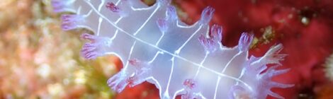 オセザキホクヨウウミウシと背後霊？