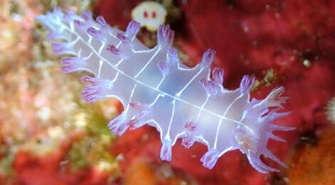 オセザキホクヨウウミウシと背後霊？