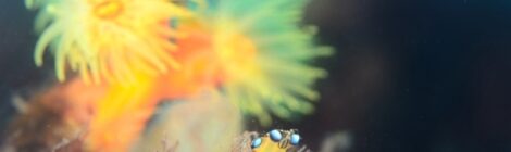 ウデフリツノザヤウミウシ