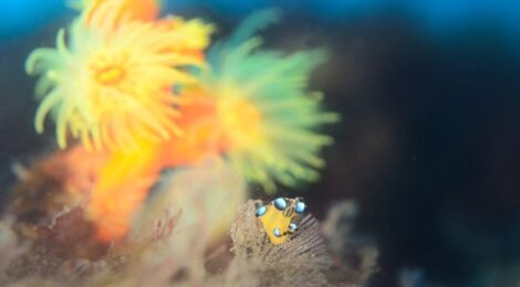 ウデフリツノザヤウミウシ