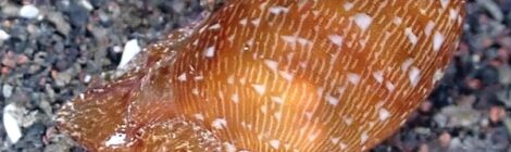 スジナツメガイ