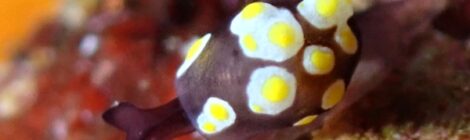 トンプソンアワツブガイ