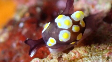 トンプソンアワツブガイ