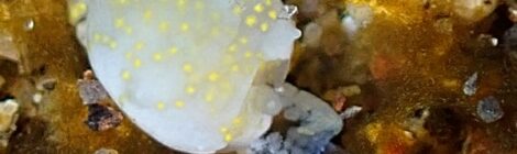 ヤマトウミコチョウ属の一種