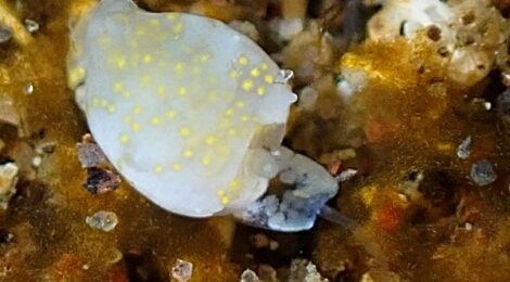 ヤマトウミコチョウ属の一種