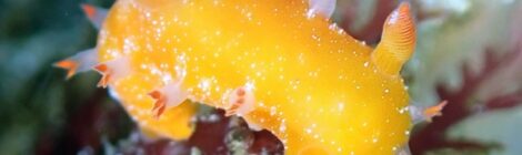 ヒメエダウミウシ登場　　超レアな紫色のキセワタ　ナミダカスミ、ゴマちゃん