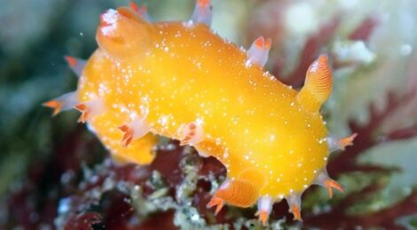 ヒメエダウミウシ登場　　超レアな紫色のキセワタ　ナミダカスミ、ゴマちゃん