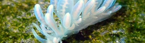 ウミウシ爆増中　まさかのイリオモテミノ？ｗ　キホシカスミ、ナミダカスミ、煉獄さん、白ゴマ黄ゴマ、